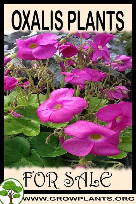 oxalis plant watering tips